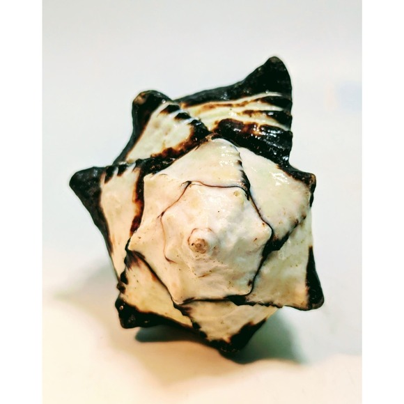 88mm 3.5" BIack Murex Hexaplex Radix Sea Shell Conch Hermit - Picture 5 of 7